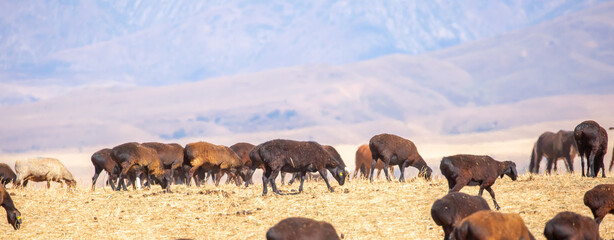 Rams and lambs graze in a meadow. Cattle grazing. A flock of rams walks across an autumn field in...