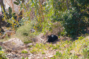 Cats on Montjuic Mountain, Barcelona, ​​Spain