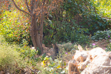 Cats on Montjuic Mountain, Barcelona, ​​Spain