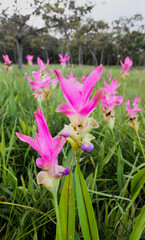Siam tulip field in the forest