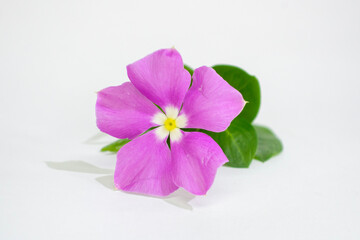 Flores de jardín, Jabonera de Madalascar de color rosa.
