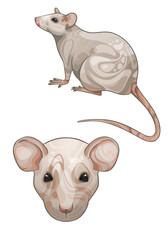 Illustration of a light-colored house rat with a spot on its side