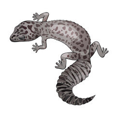 Illustration of a dark eublefar