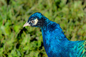 Pretty male peacock showing his colors on a Canadian farm