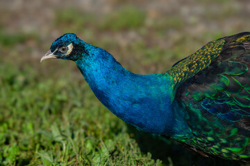 Obraz premium Pretty male peacock showing his colors on a Canadian farm