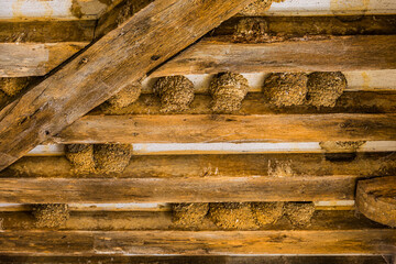 Nids d'hirondelles sous une avancée des maisons à colombages dans les rues de Noyers © Gerald Villena