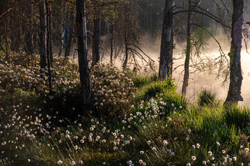 Cotton grass is a genus of sedges, they are common in northern hemisphere temperate swamps and tundra, wet forests, Eriophorum vaginatum, fog