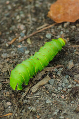 Polyphemus Moth Caterpillar (Antheraea polyphemus)