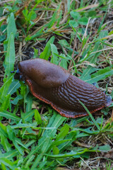 Brown slug on grass