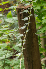 ivy on a stump