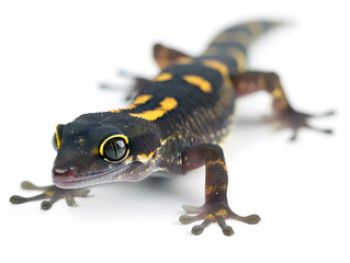 yellow and black gecko crawling on a white background