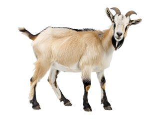 Goat standing isolated on a white background