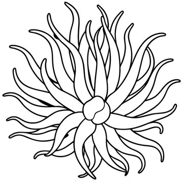 recommend clip art: sea anemone outline coloring book page line art drawing