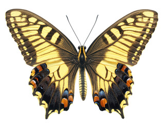 Obraz premium Yellow and brown butterfly with detailed wings on a transparent background and copy space for text
