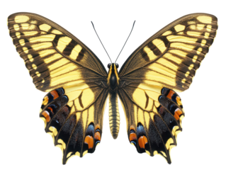 Yellow and brown butterfly with detailed wings on a transparent background and copy space for text