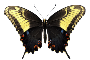 Black and yellow butterfly with vibrant wings on a transparent background and copy space for text