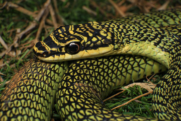 Close-up of the green snake ,Golden Tree Snake (Chrysopelea ornata) in the nature