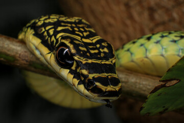 Close-up of the green snake ,Golden Tree Snake (Chrysopelea ornata) in the nature