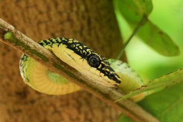 Close-up of the green snake ,Golden Tree Snake (Chrysopelea ornata) in the nature