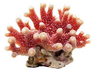 Red coral branch on a transparent background with copy space for text