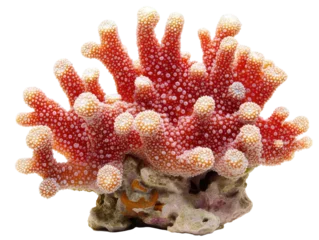 Red coral branch on a transparent background with copy space for text