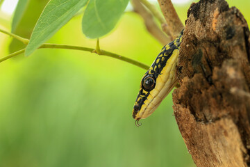 Close-up of the green snake ,Golden Tree Snake (Chrysopelea ornata) in the nature