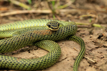 Close-up of the green snake ,Golden Tree Snake (Chrysopelea ornata) in the nature