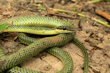 Fototapeta premium Close-up of the green snake ,Golden Tree Snake&nbsp;(Chrysopelea ornata)&nbsp;in the nature