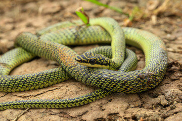 Close-up of the green snake ,Golden Tree Snake (Chrysopelea ornata) in the nature