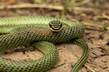 Close-up of the green snake ,Golden Tree Snake (Chrysopelea ornata) in the nature