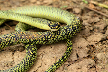 Close-up of the green snake ,Golden Tree Snake (Chrysopelea ornata) in the nature