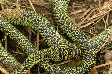 Close-up of the green snake ,Golden Tree Snake (Chrysopelea ornata) in the nature