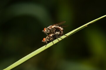 macro of a fly mating