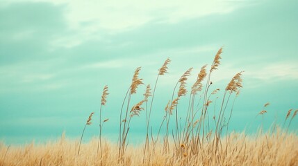 Tall, slender blades of golden grass reach up towards a pale blue sky with wispy clouds, creating a tranquil and ethereal scene.