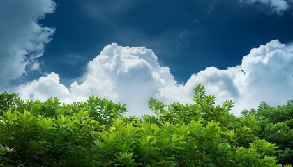 Obraz premium green grass and blue sky