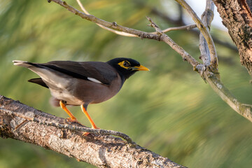 Common Myna - Acridotheres tristis, common perching bird from Asian gardens and woodlands, Mauritius island.