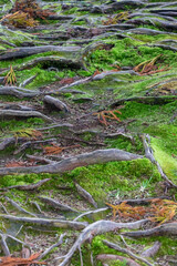roots in the forest