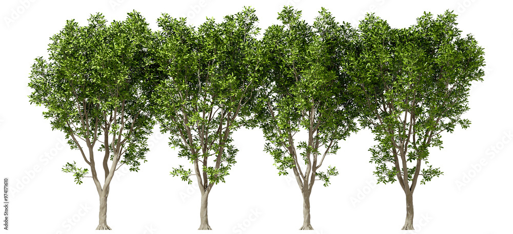 Poster environmental serenity trees row isolate on transparent backgrounds 3d render png
