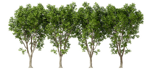 Environmental serenity trees row isolate on transparent backgrounds 3d render png