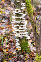white pine cones of different sizes on an old tree trunk, rainy day