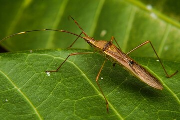 green shield bug on a leaf