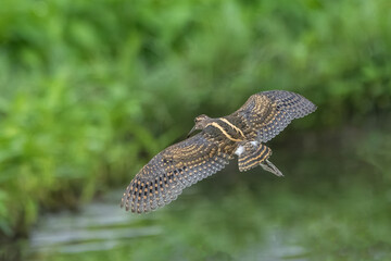 Greater Painted-snipe (Rostratula benghalensis)  in flight open wings back view with a green depth...