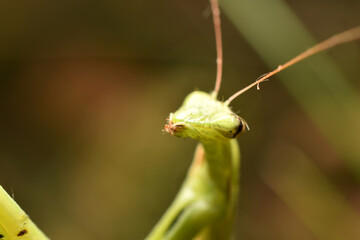 Portrait of a green praying mantis with a wound on one eye.