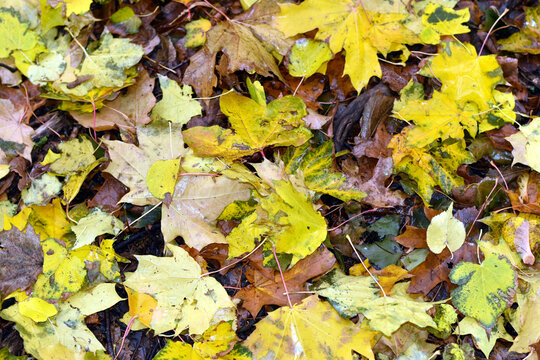 Textured autumn pattern. Carpet of yellow leaves on the ground.