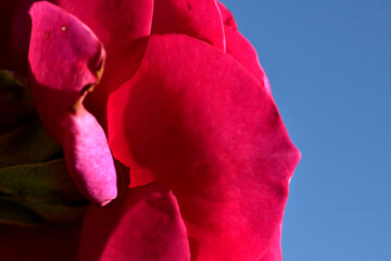 Background image. Red flower, close-up, against blue sky.