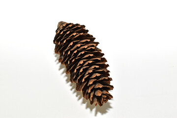 Fir cone fallen from a tree on a white background.