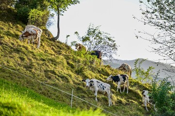 Fototapeta premium Cows on a pasture in the Austrian Alps