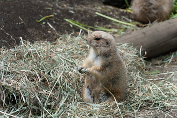 Prairie dog eating grass