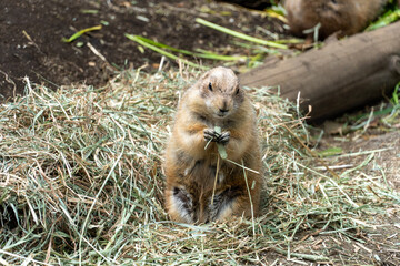 Prairie dog eating grass