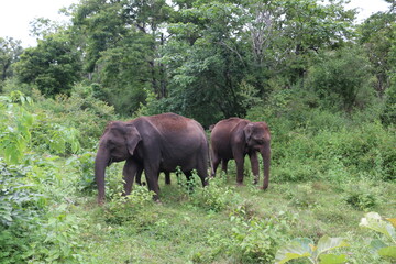 A tribe of elephants in the jungles of Kabini, India